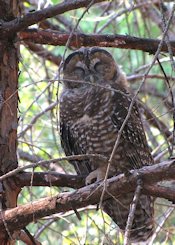 Spotted Owl